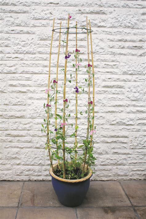 Haxnicks Cane Supports Supporting Sweet Peas Growing In A Pot Pea