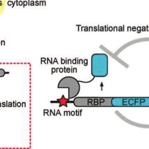 5 Translational Regulation Creates A Tighter Feedback Loop Than