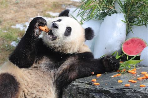 Belgique Les Jumeaux Pandas F Tent Leur E Anniversaire Portail De