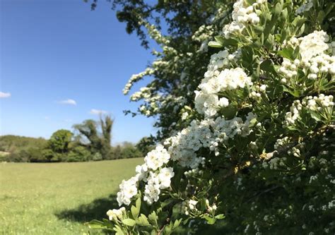 Managing hedgerows on tillage farms - Agriland.ie