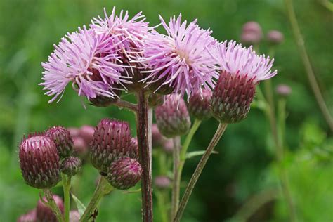 Cirsium Arvense