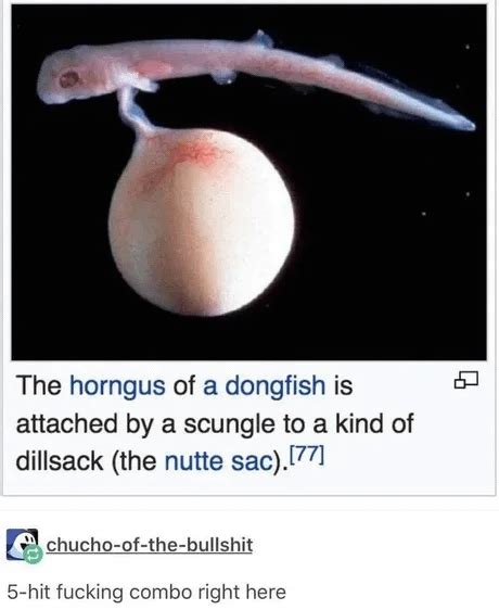 The horngus of a dongfish : r/Weird