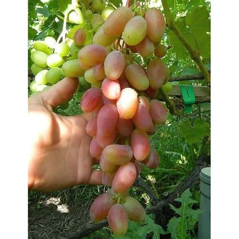 Hd Bibit Tanaman Buah Anggur Transfiguration Grafting Import Lazada