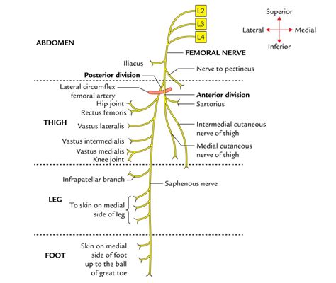 Femoral Nerve Damage – Nerve Damage from Childbirth