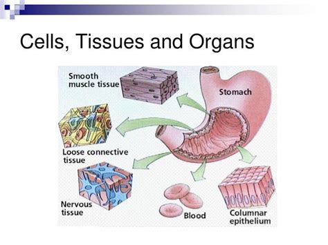 Ppt Cells Tissues Organs And Systems Powerpoint