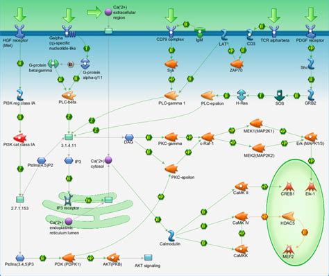 Calcium And Ip3 In Signaling Pathways