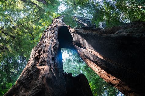 Henry Cowell Redwoods State Park Sempervirens Fund