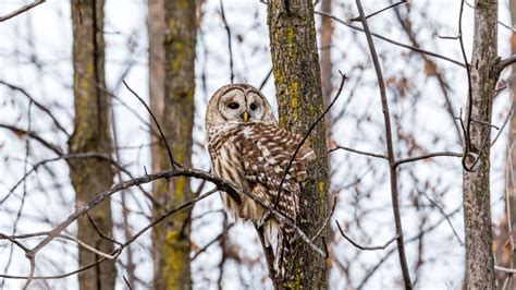 12 Things About Barred Owls You Probably Didnt Know