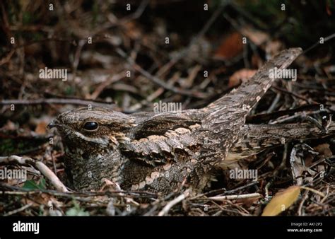 Nightjar eggs hi-res stock photography and images - Alamy