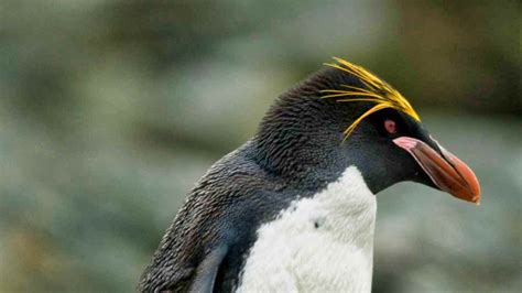 The penguin genus: Eudyptes