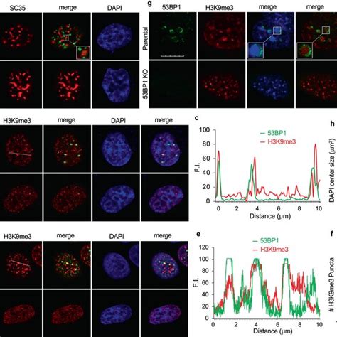 Bp Puncta Localize At Heterochromatin Representative Single Z Plane