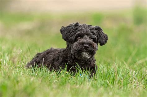 Black Yorkie: Facts, Genetics, Traits & More (With Pictures)