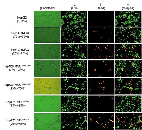 Msctrail Mediated Hepg2 Cell Death In Direct And Indirect Co Cultures