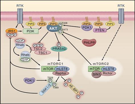 Class Iii Phosphatidylinositol Kinases Phosphatidylinositol Kinase