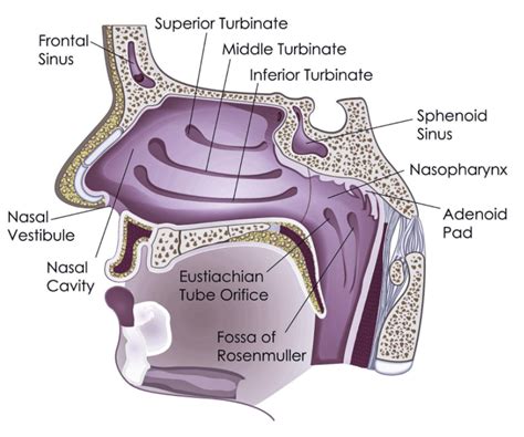 Nose Anatomy And Function