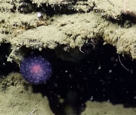 bensozia: Mysterious Glowing Purple Orb on the Sea Floor