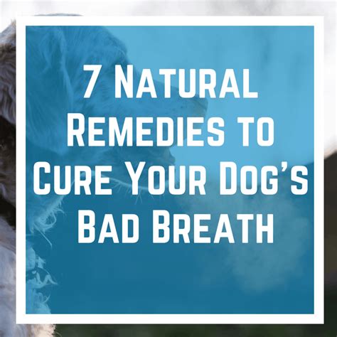 7 Natural Remedies To Cure Your Dog's Bad Breath - Lover Doodles