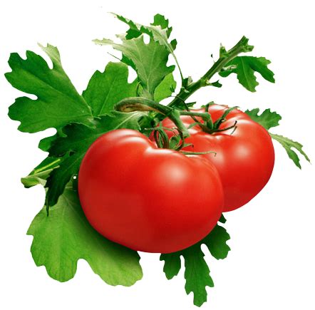 Tomate Png