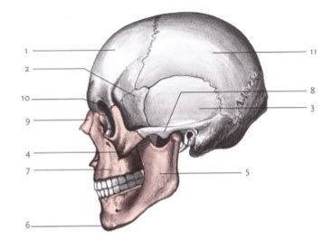 Anatomie Beenderstelsel Van De Schedel Diagram Quizlet