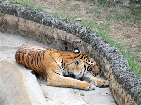 Bengal tiger sleeping Stock Photos, Royalty Free Bengal tiger sleeping ...