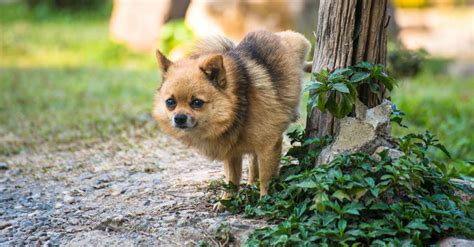 Como Ensinar Cachorro A Fazer Necessidades No Lugar Certo