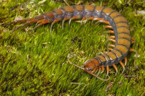 Giant Centipede Scolopendra Subspinipes This Large Specie Flickr