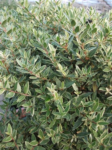 Myrtus Communis Tarentina Microphylla Variegata Variegated Myrtle