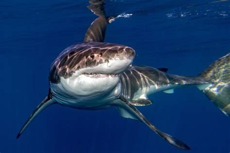 Great White Sharks Are Ovoviviparous Which Means That They Produce