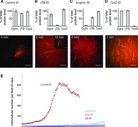 Molecular Factors Required For Branching Microtubule Nucleation In The