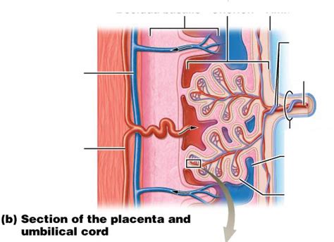 Placenta And Umbilical Cord Diagram