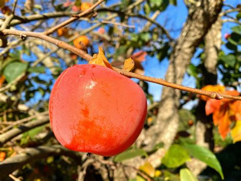Persimmons - What Are They And How To Use Them - Eating Around Italy