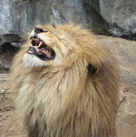 Animals Laughing Laughing Animals Laughing Animals Smiling Animals