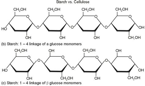 What Is The Basic Structural Difference Between Starch And Cellulose