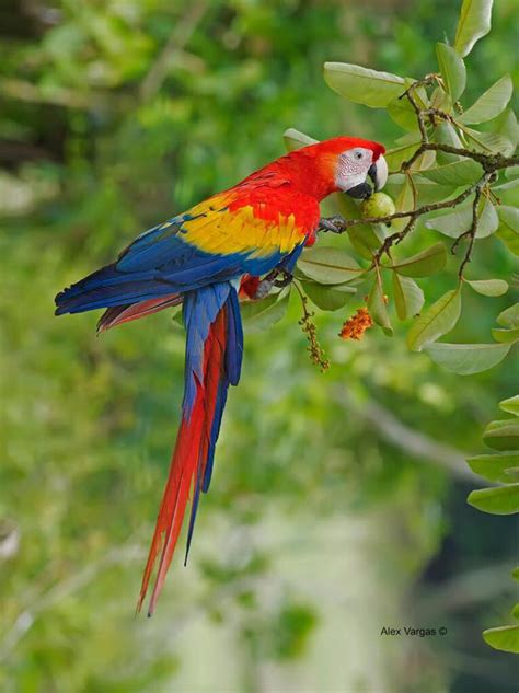 Birdwatching In Costa Rica Costa Rica Birding Hotspots