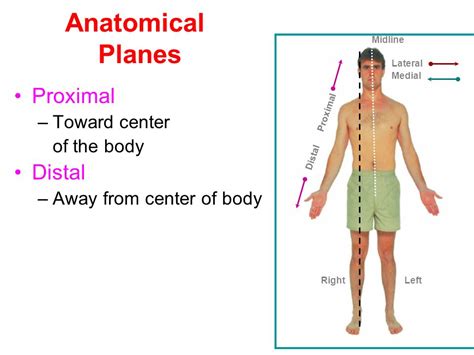 Proximal E Distal Anatomia Braincp