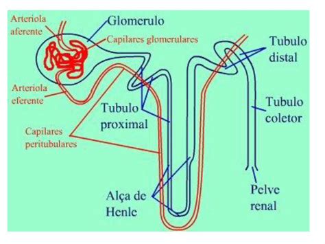 Pdf Sistema Urin Rio Dokumen Tips