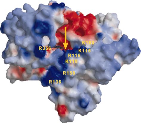 Structure And Activity Of The Axon Guidance Protein Mical Pnas