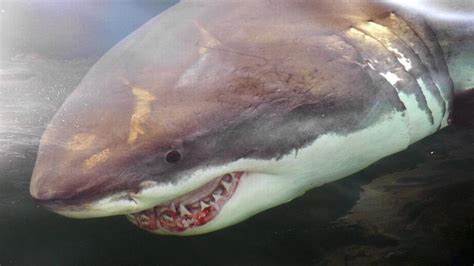 Great White Shark Tracked Off Coast Of South Carolina Raleigh News