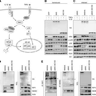 Characterization Of Mcmv Mc Substitution Mutants A Schematic