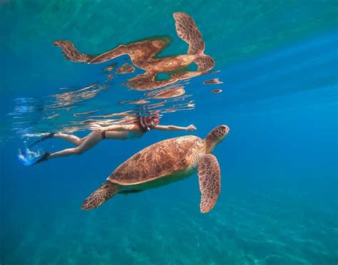 Oahu Waikiki Turtle Snorkeling Tour GetYourGuide