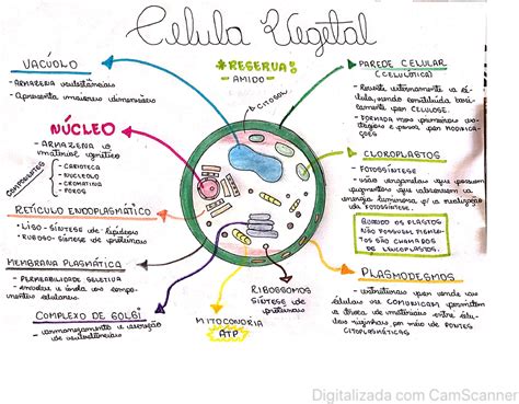 Mapa Mental Célula Animal E Vegetal - BRAINCP