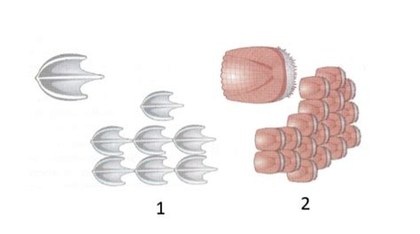 Types Of Fish Scales Diagram Quizlet