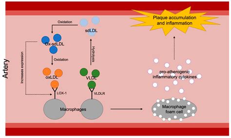 Ijms Free Full Text Nrf2 Signaling Pathway As A Key To Treatment