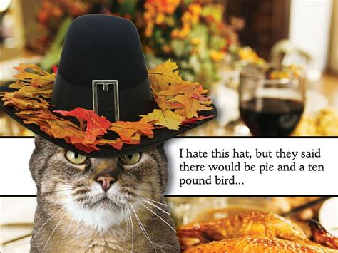 Happy Thanksgiving Funny Cat