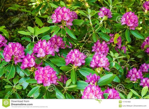 Beautiful Catawba Rhododendron Flowers Stock Photo - Image of green ...