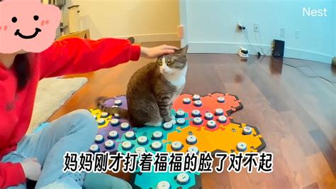 小猫咪有自己的方式表达原谅 猫咪福福说 猫咪福福说 哔哩哔哩视频