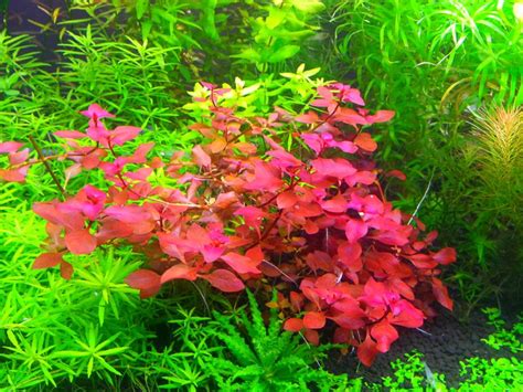 Ludwigia Sp Super Red Planted Aquarium Live Aquarium Plants