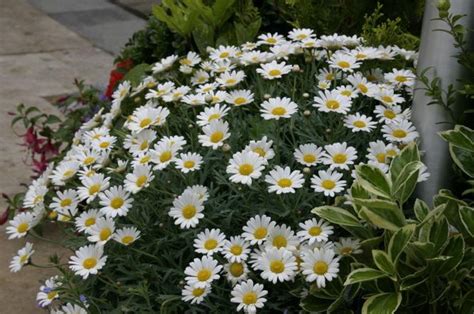 Z Ocie Krzewiasty Argyranthemum Ciekawa Kwitn Ca Ro Lina Balkonowa