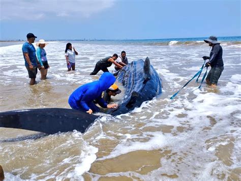 Un Tiburón Ballena Murió En Una Playa De Ecuador Tenía Heridas Provocadas Por Una Red De Pesca