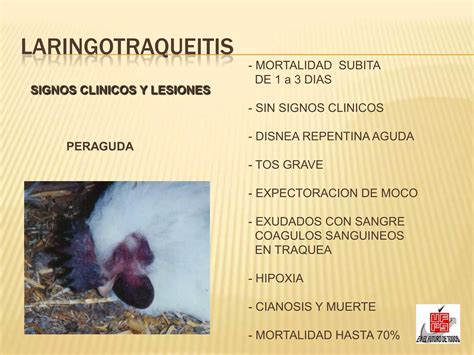 Laringotraqueitis Infecciosa Aviar Ppt